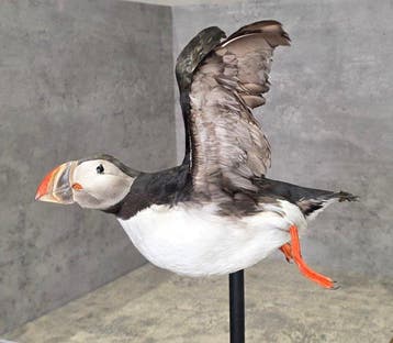 Papegaaiduiker Taxidermie volledige montage - Fratercula, Nieuw