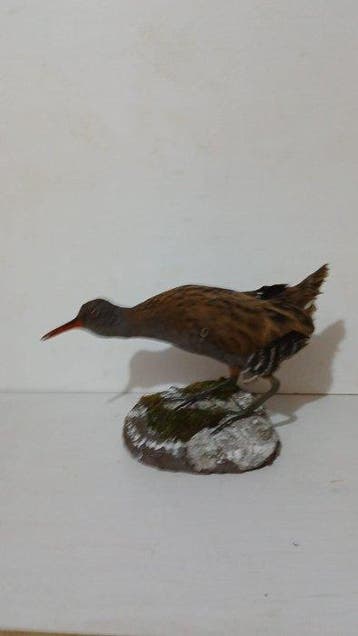 Porciglione Support de corps entier pour taxidermie - Rallus