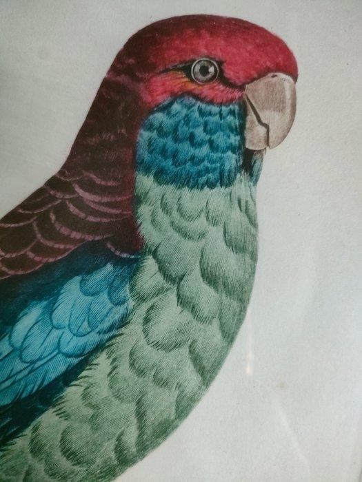 Jacques Barraband (1767-1809), after - La Perruche  large, Antiek en Kunst, Antiek | Overige Antiek