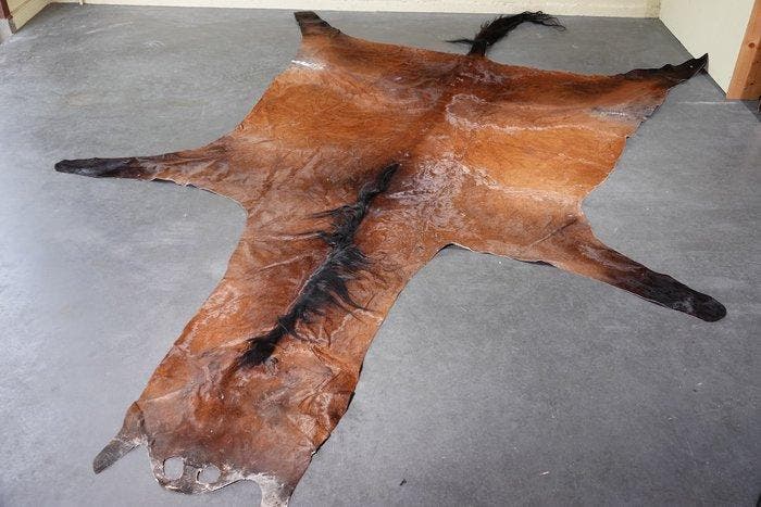 Huid van een Paard Schedel - Equus caballus - 370 cm - 2 cm, Verzamelen, Dierenverzamelingen