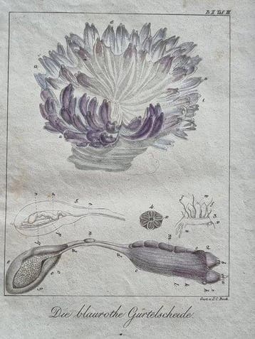 Johann Wolf (1765/ 1824 - Ambrosius Gabler (1762–1834) - Lot