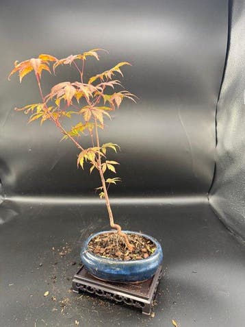 Japanese maple bonsai (Acer palmatum) - Hauteur (arbre) : 30