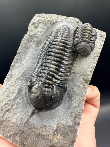 Trilobiet - Gefossiliseerd dier - Morocconite malladoides -