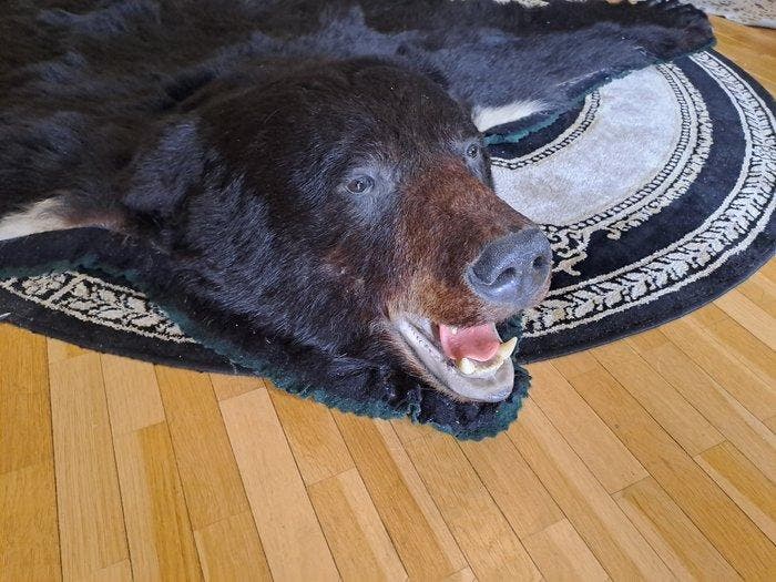 Black Bear Floor-skin Support mural pour taxidermie - Ursus, Collections, Collections Animaux