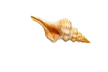 Triplofusus giganteus Skelet - Florida Horse Conch - 0 mm -, Collections