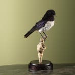 Amethistspreeuw Taxidermie Opgezette Dieren By Max, Ophalen of Verzenden, Nieuw, Vogel, Opgezet dier