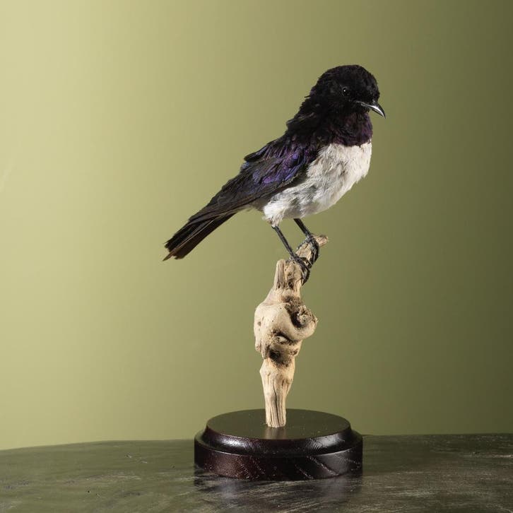 Amethistspreeuw Taxidermie Opgezette Dieren By Max, Collections, Collections Animaux, Enlèvement ou Envoi