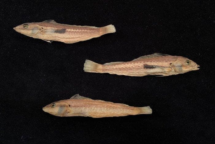 Ongewone partij abysale vissen. Taxidermie volledige montage, Collections, Collections Animaux