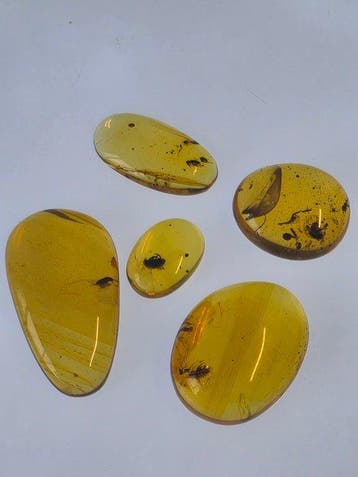 Birmese barnsteen - Barnsteen - Collection of Five Burmese