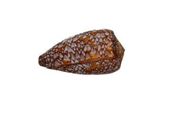 Conus pennaceus | vederkegelslak TOP verzamelaarsslak |, Nieuw