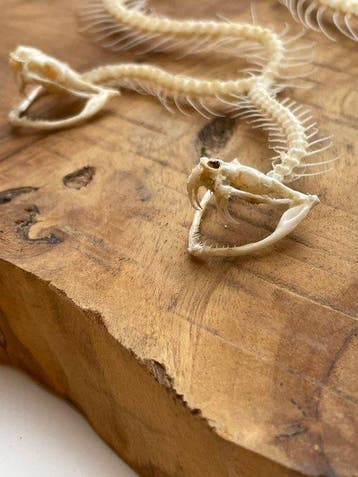 Slang Taxidermie volledige montage - Trimeresurus albolabris