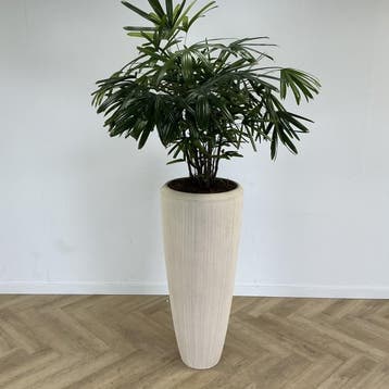 kamerplant met kunststof creme witte pot, Gebruikt, Bureau