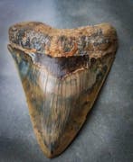 Megalodon - Fossiele tand, Verzamelen