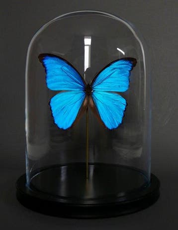 Vlinder Taxidermie volledige montage - Morpho didius - 30 cm, Verzamelen, Nieuw
