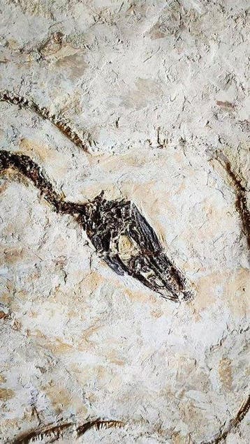 Gefossiliseerd dier - Anchiornis - 50 cm - 52 cm