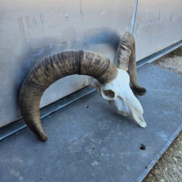 Mouflon Mufflon anormal Support de tête pour taxidermie -