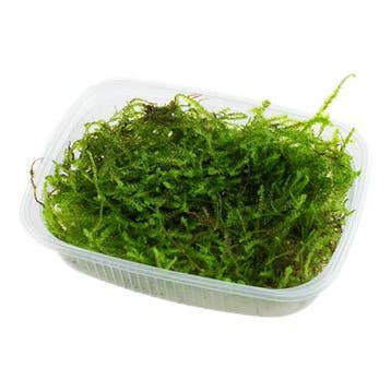 Taxiphyllum barbieri Mos - Bogger Moss portion, Verzenden, Nieuw