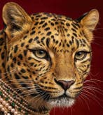 Kleury.art - [XL Canvas] Jewels of the Serengeti” by, Nieuw