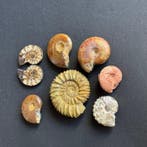 Ammonietverzameling - Gefossiliseerde schelp - Worldwide - 5