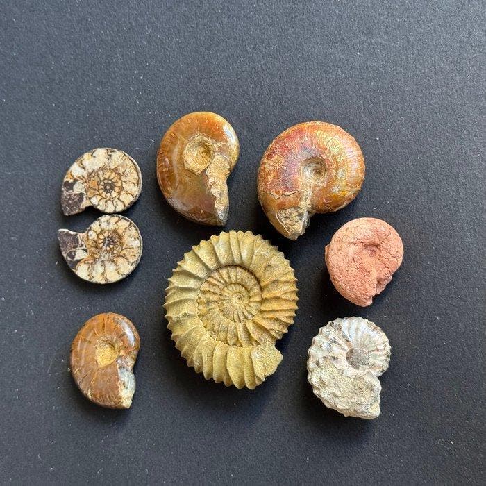 Ammonietverzameling - Gefossiliseerde schelp - Worldwide - 5, Verzamelen, Mineralen en Fossielen