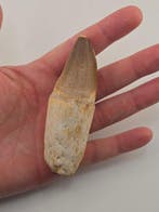 Mosasaurus - Fossiele tand - 10 cm (Zonder minimumprijs)