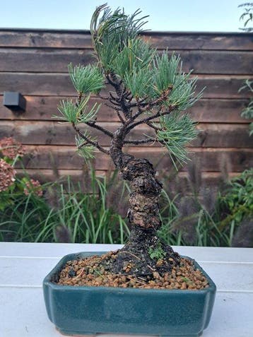 Den bonsai (Pinus) - Hoogte (boom): 25 cm - Diepte (boom):