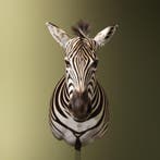 Zebra Taxidermie Opgezette Dieren By Max, Ophalen of Verzenden, Opgezet dier