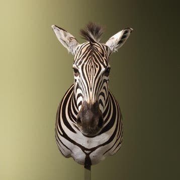 Zebra Taxidermie Opgezette Dieren By Max, Ophalen of Verzenden, Nieuw, Wild dier, Opgezet dier