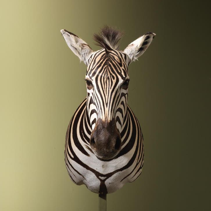 Zebra Taxidermie Opgezette Dieren By Max, Verzamelen, Dierenverzamelingen, Opgezet dier, Nieuw, Wild dier, Ophalen of Verzenden