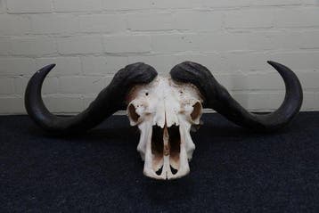buffle du Cap Crâne - Syncerus caffer - 28 cm - 106 cm - 63, Collections