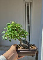 Bonsai van Acer buergerianum - Hoogte (boom): 19 cm - Diepte