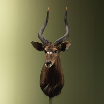 Nyala Taxidermie Opgezette Dieren By Max, Ophalen of Verzenden, Opgezet dier