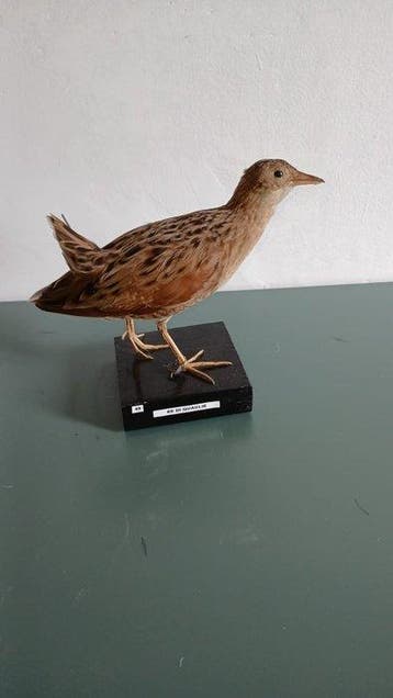 Roi des cailles Support de corps entier pour taxidermie -