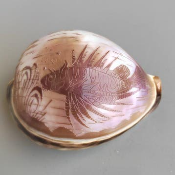 Zeeslak Zeeschelp - Cypraea tigris (Zonder minimumprijs)