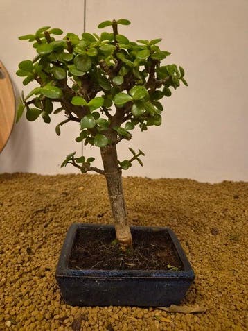 Jade bonsai (Crassula/Portulacaria) - Hoogte (boom): 27 cm -