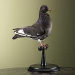 Duif Taxidermie Opgezette Dieren By Max, Ophalen of Verzenden, Opgezet dier