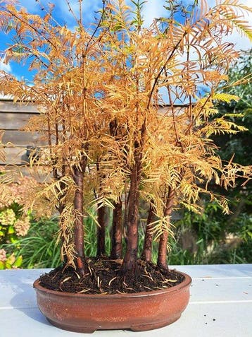 metasequoia bos in bonsaischaal - Hoogte (boom): 40 cm -