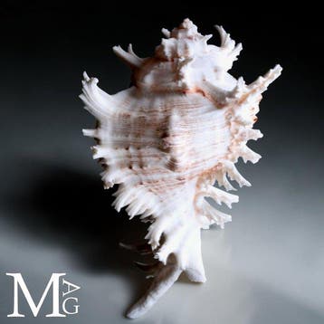 Chicoreus Ramosus verzamelingsschelp – ornamentele schelp -