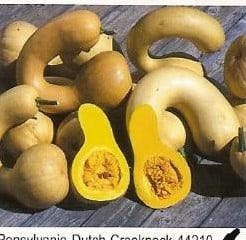 Pensylvania Dutch Crookneck basiseenheid zaden, Nieuw