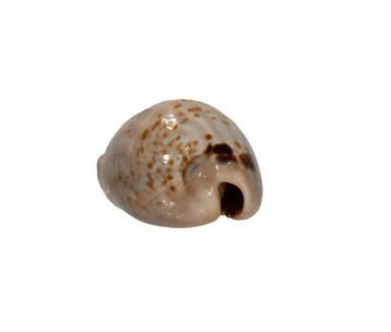 Muracypraea mus (Cypraea mus) – 38 mm – Perfecte
