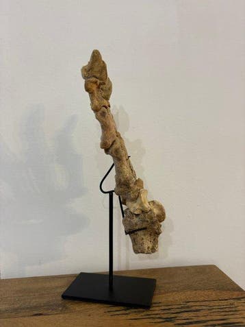 Holenbeer - Fossiel skelet - Ursus Spelaeus - 218 cm