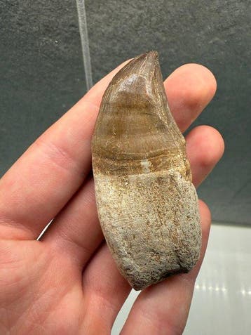 Mosasaurus - Fossiele tand - 8 cm - 3 cm