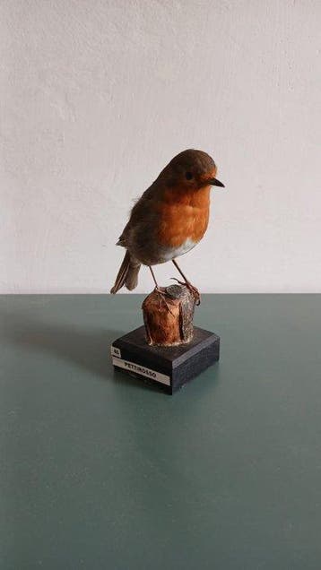 roodborstje Taxidermie volledige montage - Erithacus, Verzamelen, Nieuw