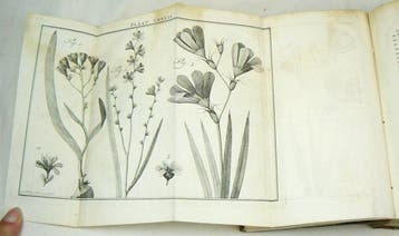 Martinus Houttuyn, Carl von Linné - Natuurlyke historie of