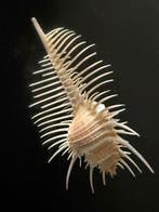 Zeeslak Zeeschelp - Murex Pecten - Big ! (Zonder