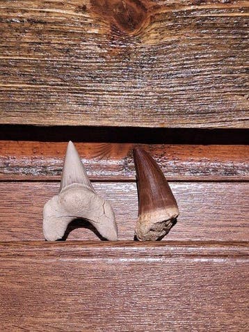 Fossiel - Fossiele tand (Zonder minimumprijs)
