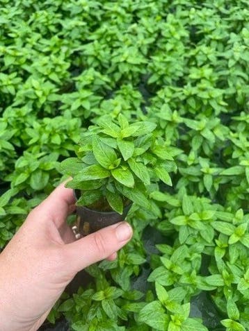 Staurogyne Repens (Aquariumplanten, Aquarium producten), Verzenden, Plant(en), Steen of Hout