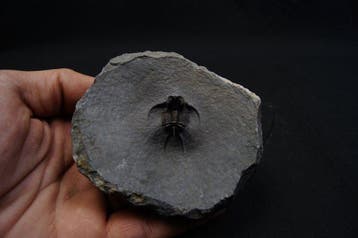 Doornige trilobiet - Gefossiliseerd dier - Ceratarges