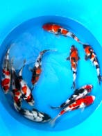 Hirasawa Marusei 27-32cm (Japanse Koi), Ophalen of Verzenden, Nieuw