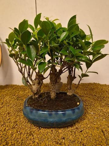 Vijgenboom bonsai (Ficus) - Hoogte (boom): 26 cm - Diepte
